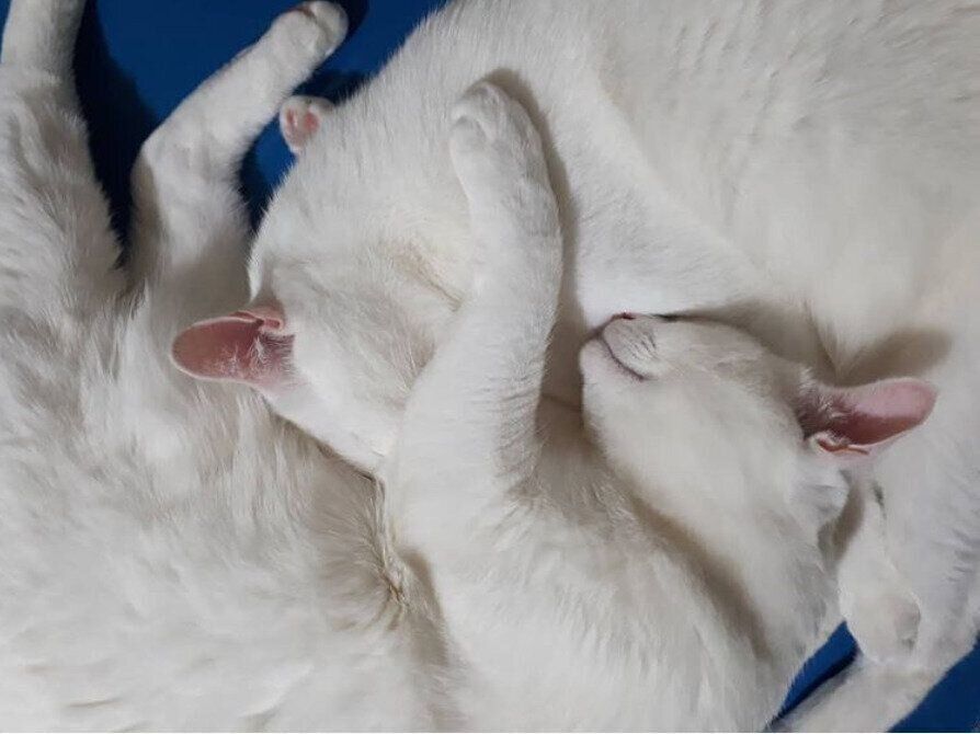 顔を付けあって眠る猫