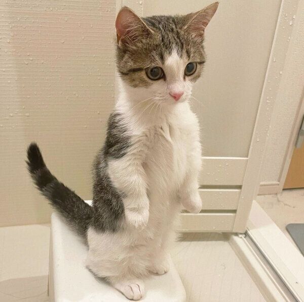 お風呂場にやってくる琥太郎くん