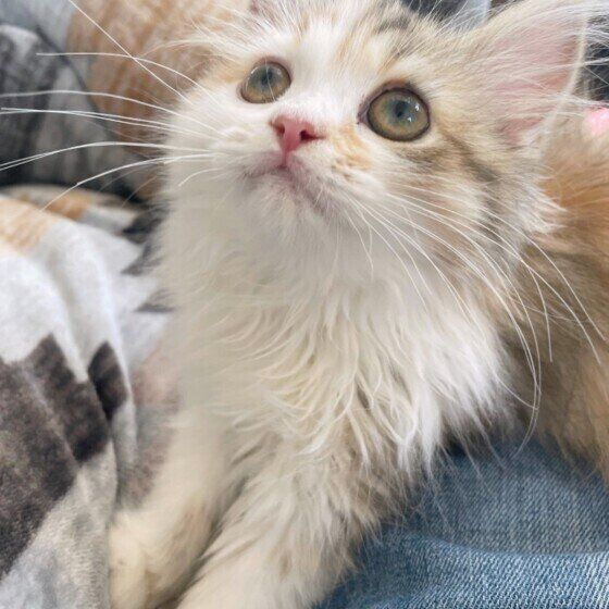 ラガマフィンのプリンちゃんのふみふみ