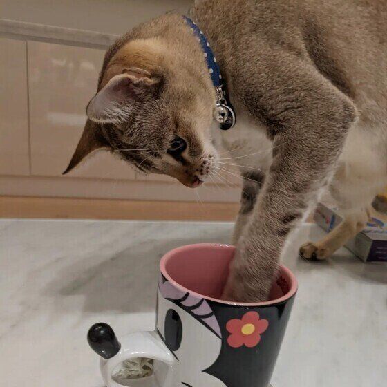 シンガプーラのまめ太郎くん