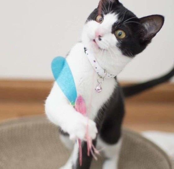 オモチャに飛びつく猫