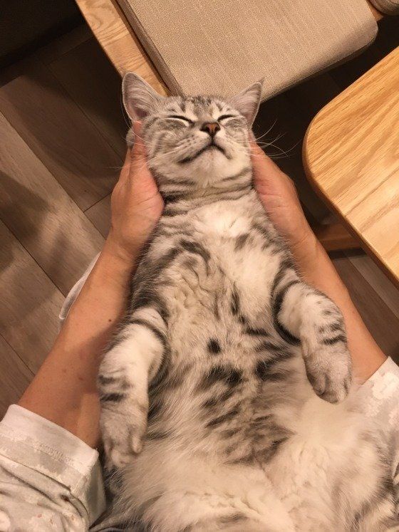 マッサージされるアメリカンショートヘア