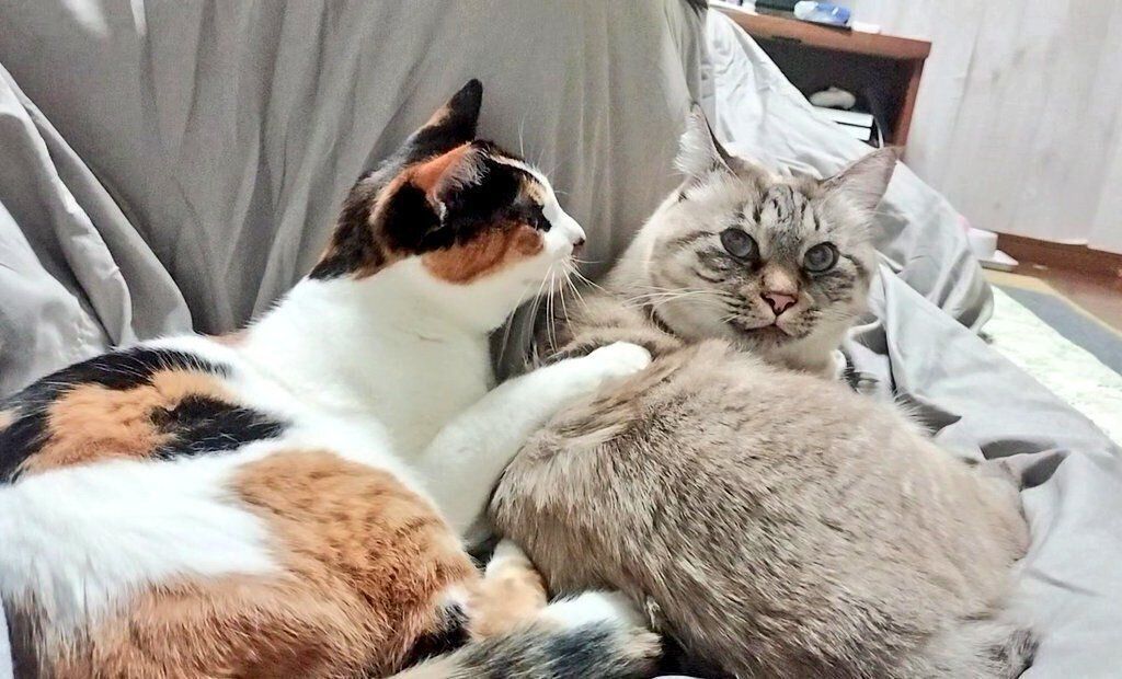 仲良くまったりする2匹