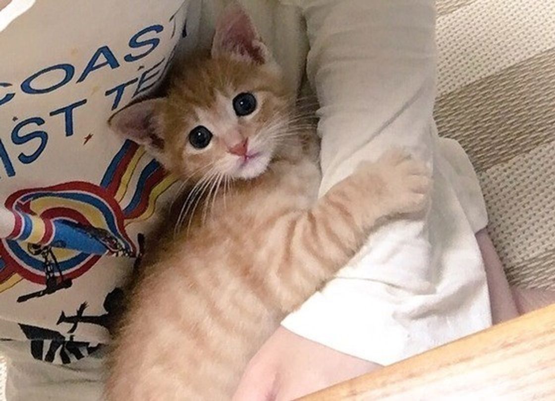 猫が雷を怖がるワケ 不安を取り除くために 飼い主さんができることは ねこのきもちweb Magazine 猫が雷を怖がるワケ 不安を取り除くために 飼い主さんができることは ねこのきもちweb Magazine