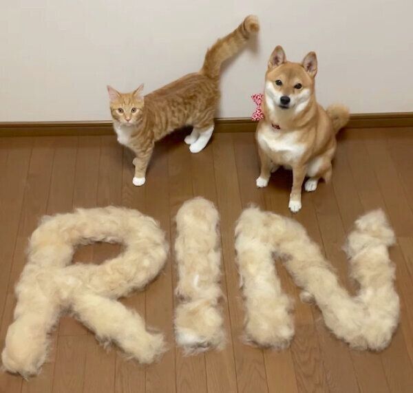 仲良しなりんくん、ぷくちゃん