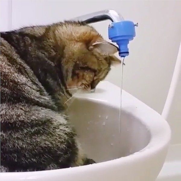 お水が飲みたいエキゾチックショートヘア