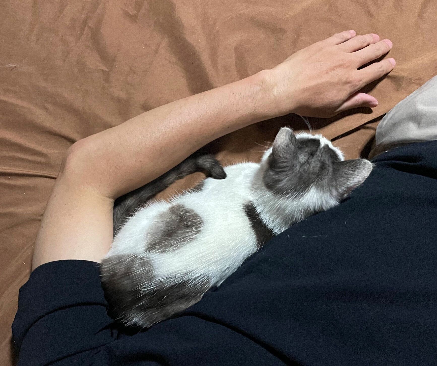 飼い主さんにくっつくみいちゃん