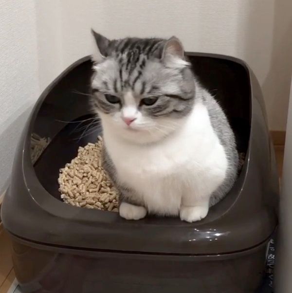 マンチカンのこまるちゃん