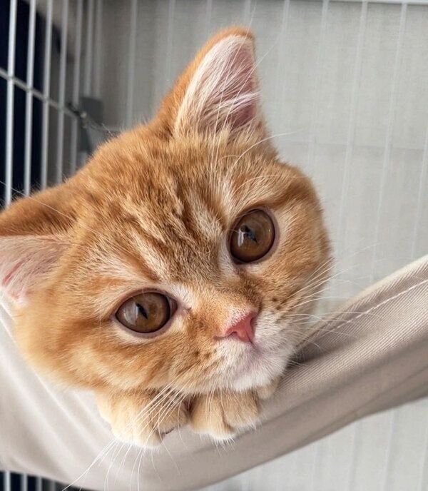 見つめるえだまめくん