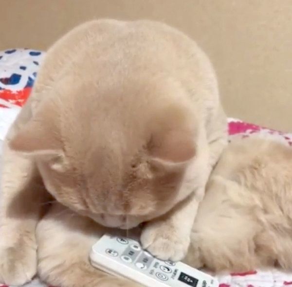 リモコンが気になるブリティッシュショートヘア