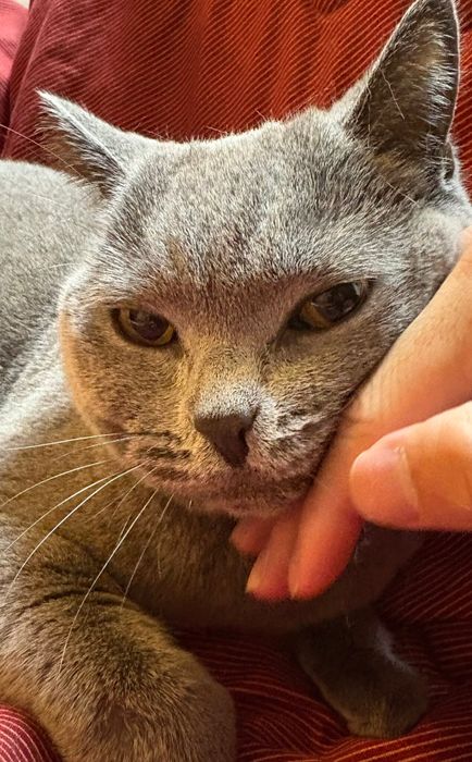 飼い主の手に顎を押しつけるブリティッシュショートヘア