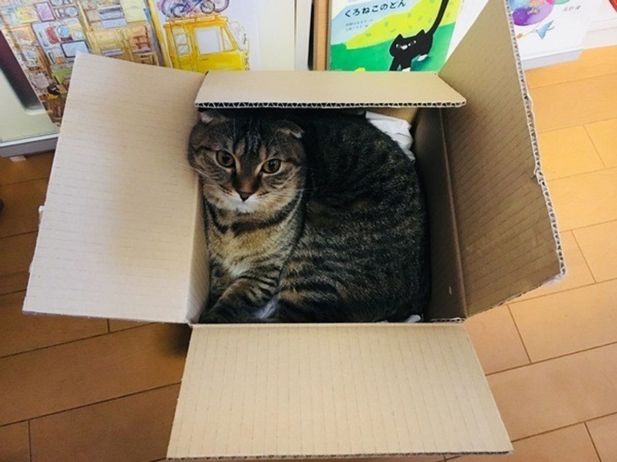 猫が段ボール箱を好むのはなぜ ガジガジ噛みつく理由についても解説 ねこのきもちweb Magazine 猫が段ボール箱を好むのはなぜ ガジガジ噛みつく理由についても解説 ねこのきもちweb Magazine