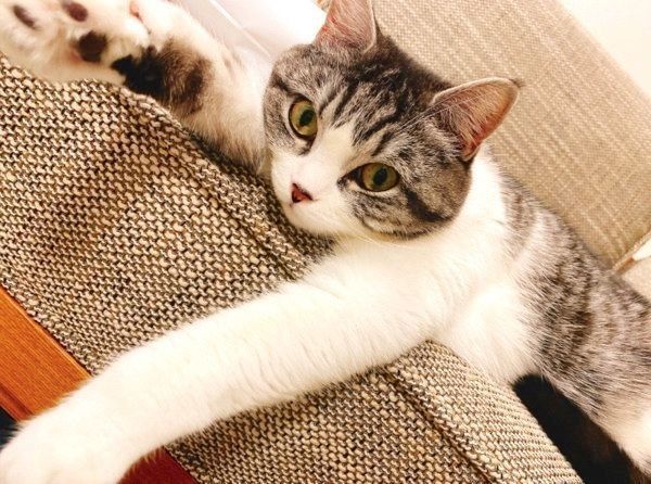 くつろぐクロエちゃん