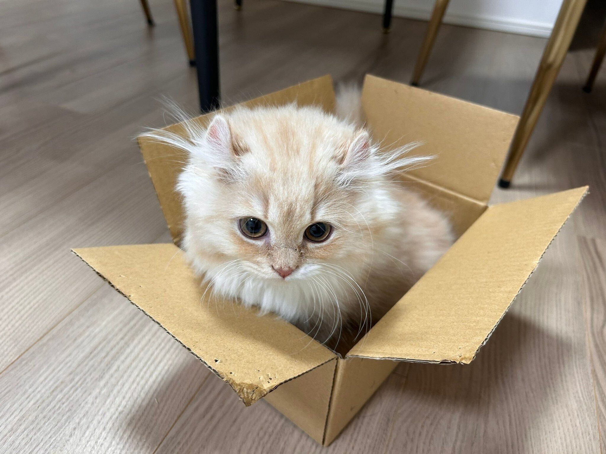 ダンボール箱に入るぽこたくん