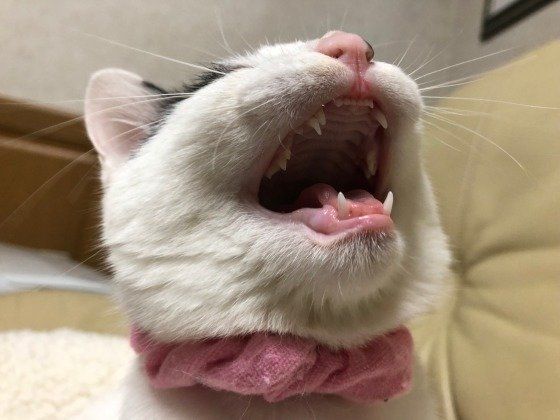 MIXのチャーミーちゃん