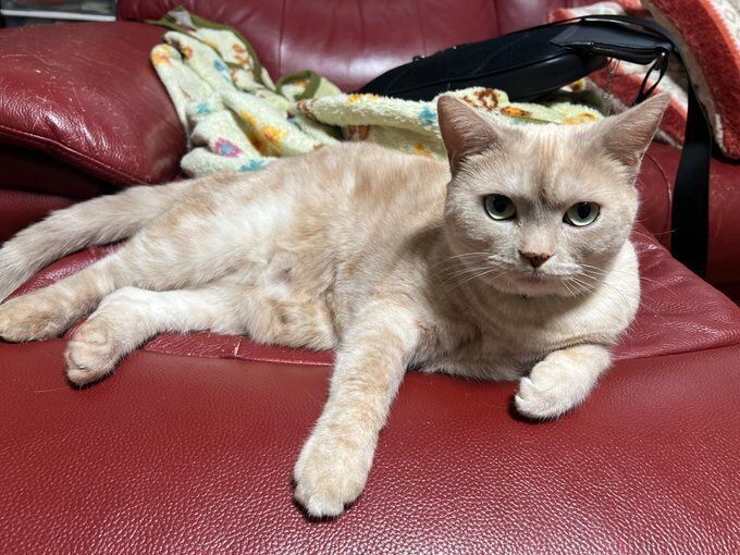 ソファでくつろぐアメリカンショートヘア