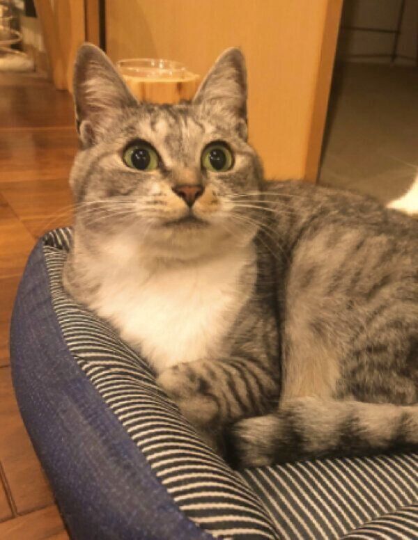 おめめを丸くするサバ身ちゃん