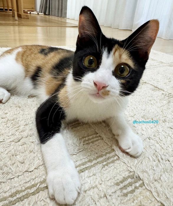 目がキュルキュルのスイちゃん