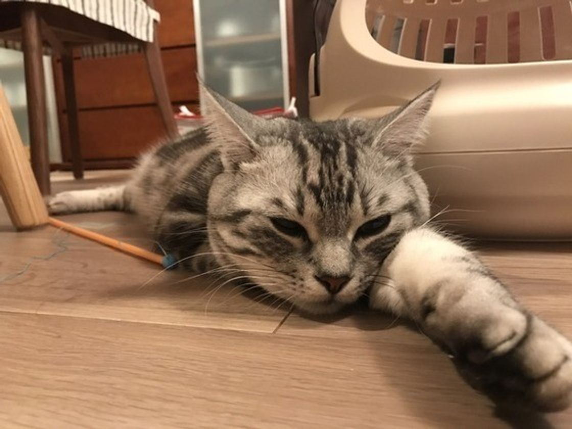 猫砂の飛び散り防止アイデアと猫砂の選び方で 驚くほど掃除を楽に ねこのきもちweb Magazine 猫砂の飛び散り防止アイデアと猫砂の選び方で 驚くほど掃除を楽に ねこのきもちweb Magazine
