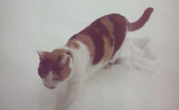 パトロールする猫