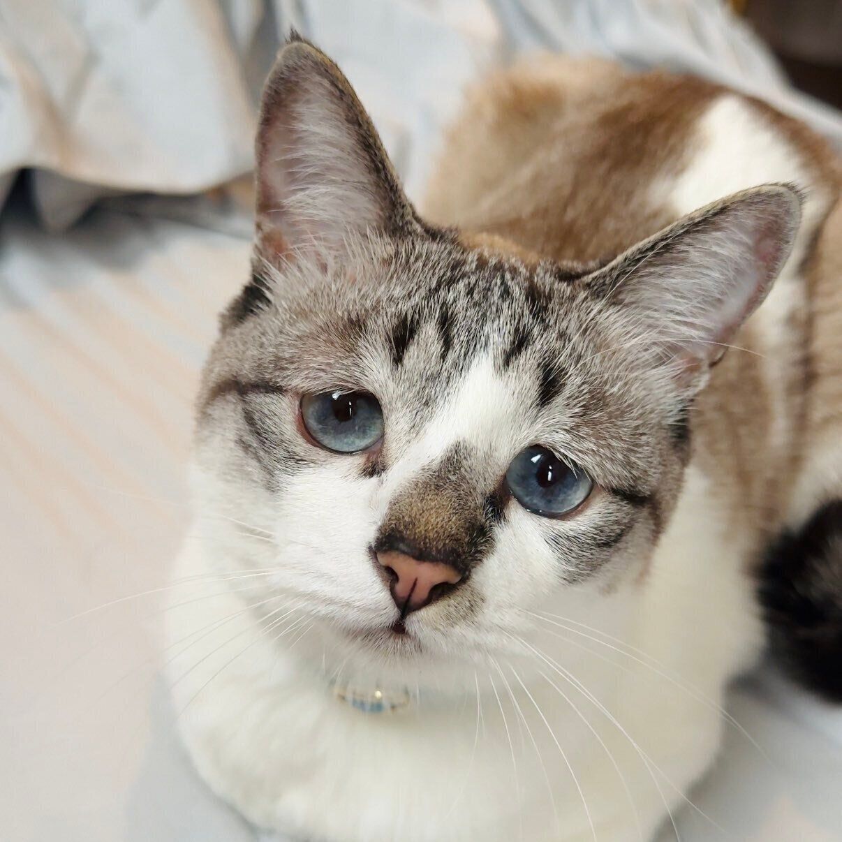 4才になったミントちゃん