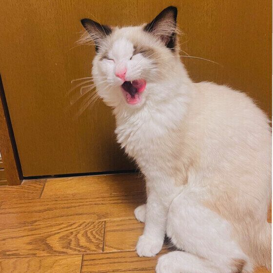 ラグドールのシンバくん♪