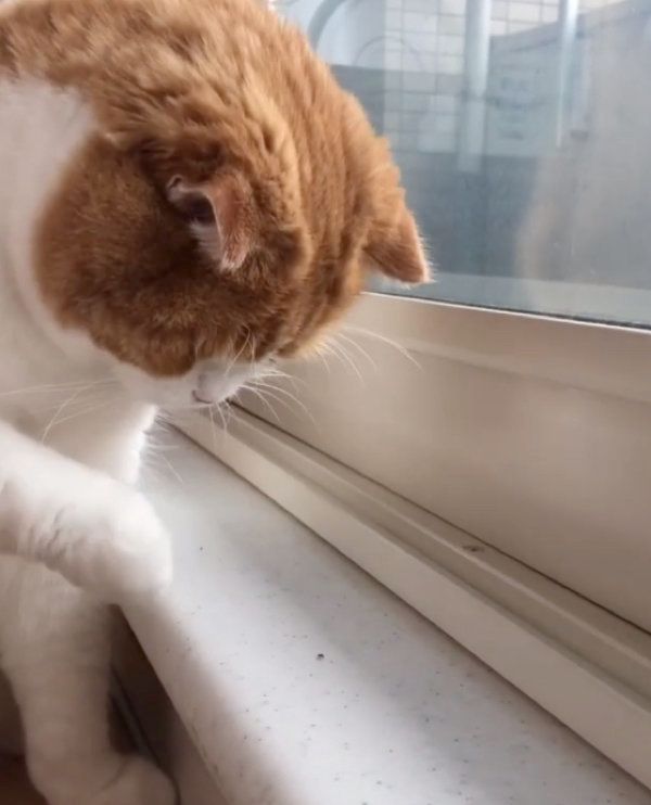 虫に翻弄されるスコティッシュフォールド