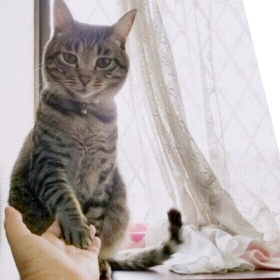 MIXキジトラのカッキーくん