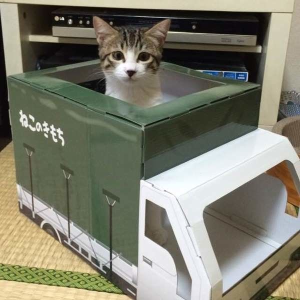 ダンボールトラックの屋根部分から顔出すMIXキジトラ猫