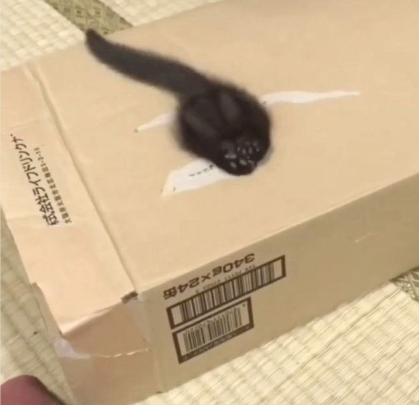 箱で遊ぶ黒猫