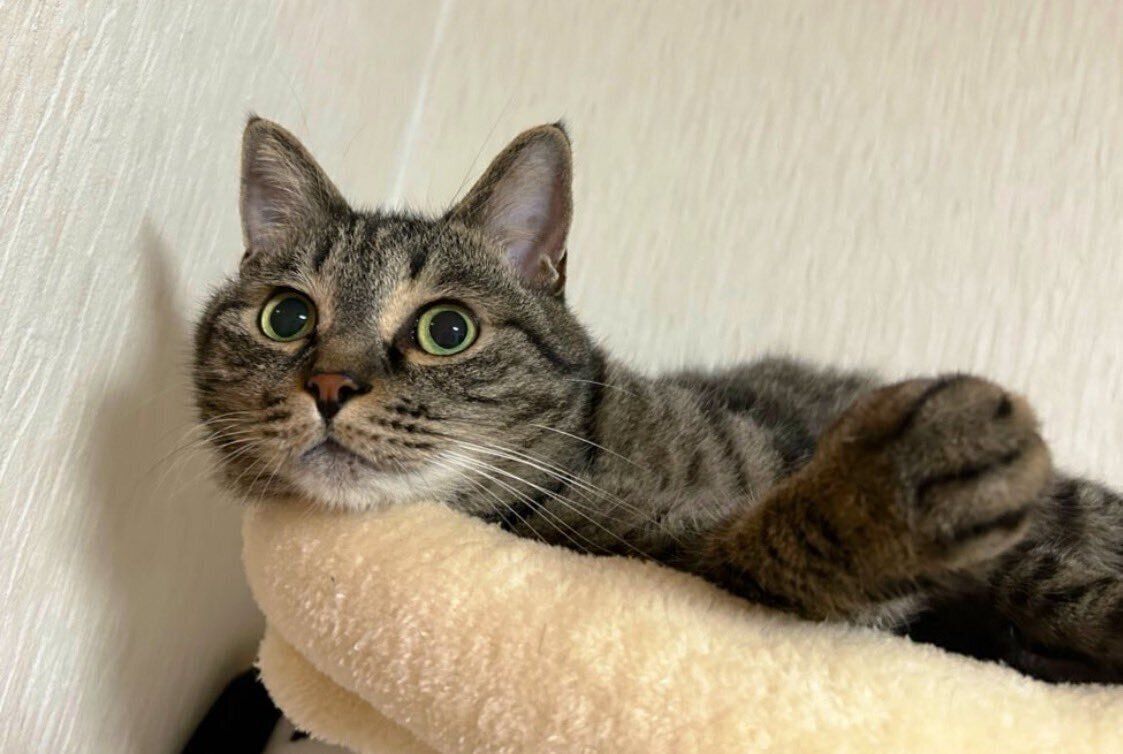 くつろいでいる猫