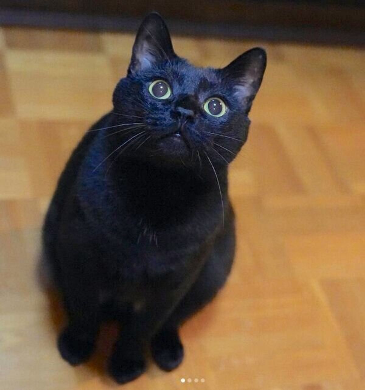 多頭飼育崩壊からレスキューされた黒猫 保護猫カフェでは 問題児 だったけれど 飼い主に幸せをもたらす存在に ねこのきもちweb Magazine 多頭飼育崩壊からレスキューされた黒猫 保護猫カフェでは 問題児 だったけれど 飼い主に幸せをもたらす存在に ねこのきもちweb Magazine