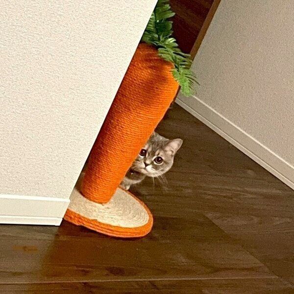 見つめるおんぷちゃん