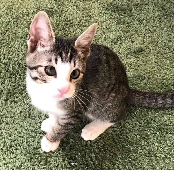 おすわりするチビちゃん