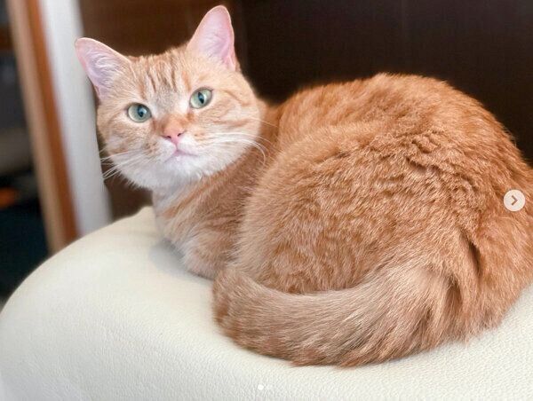 まったりするむぎちゃん