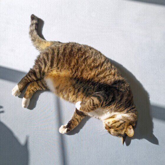 日差しの中で眠るさだはるくん（MIX）