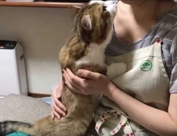 甘えるニャンコ