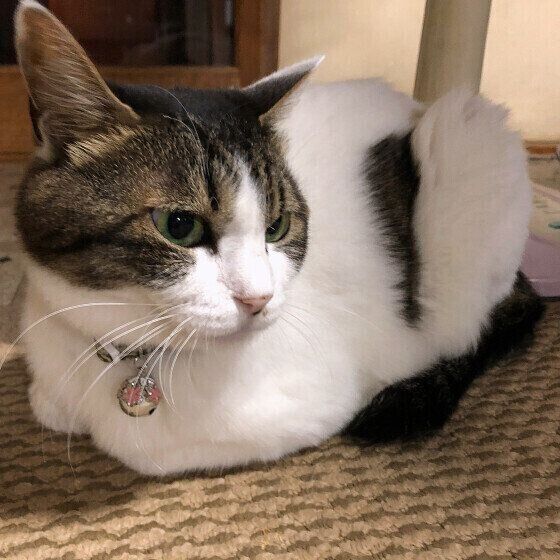 MIX　キジトラのラブリーちゃん