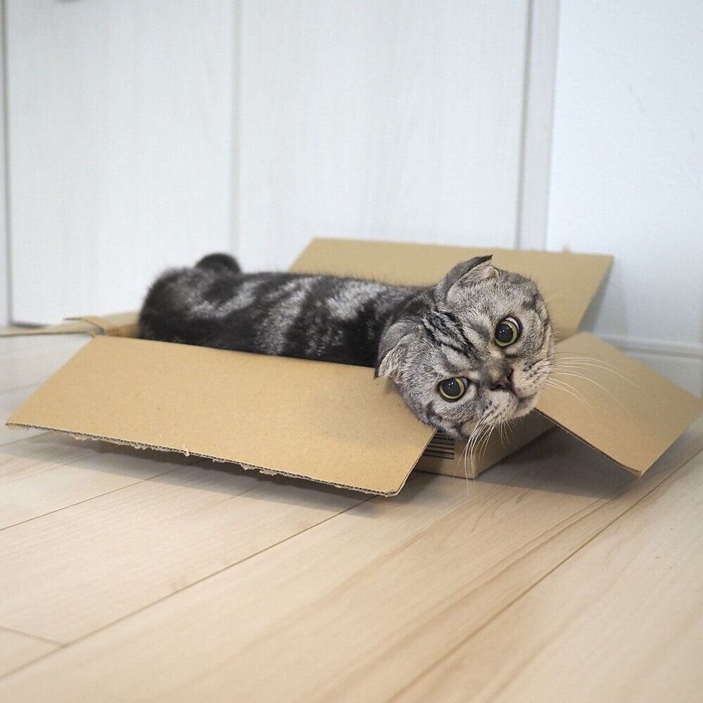 音はするのにゴハンじゃない カリカリもどきの音に振り回されたししまるのお話 連載 渋ネコししまるさん 121 ねこのきもちweb Magazine 音はするのにゴハンじゃない カリカリもどきの音に振り回されたししまるのお話 連載 渋ネコししまるさん 121 ねこのきもちweb Magazine