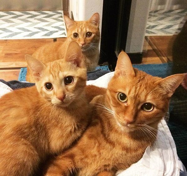 にこいち兄弟としなとらちゃん