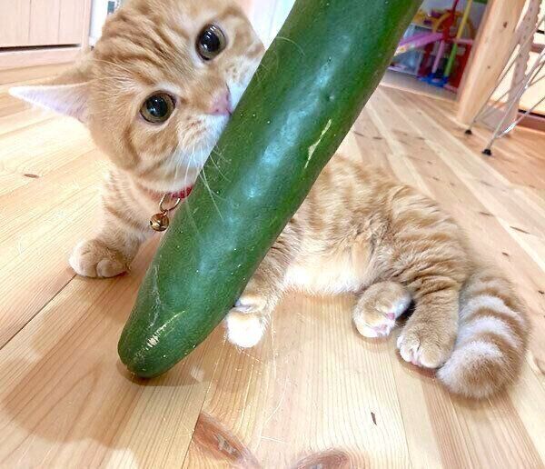 きゅうりを見て荒ぶるぷてぃこちゃん