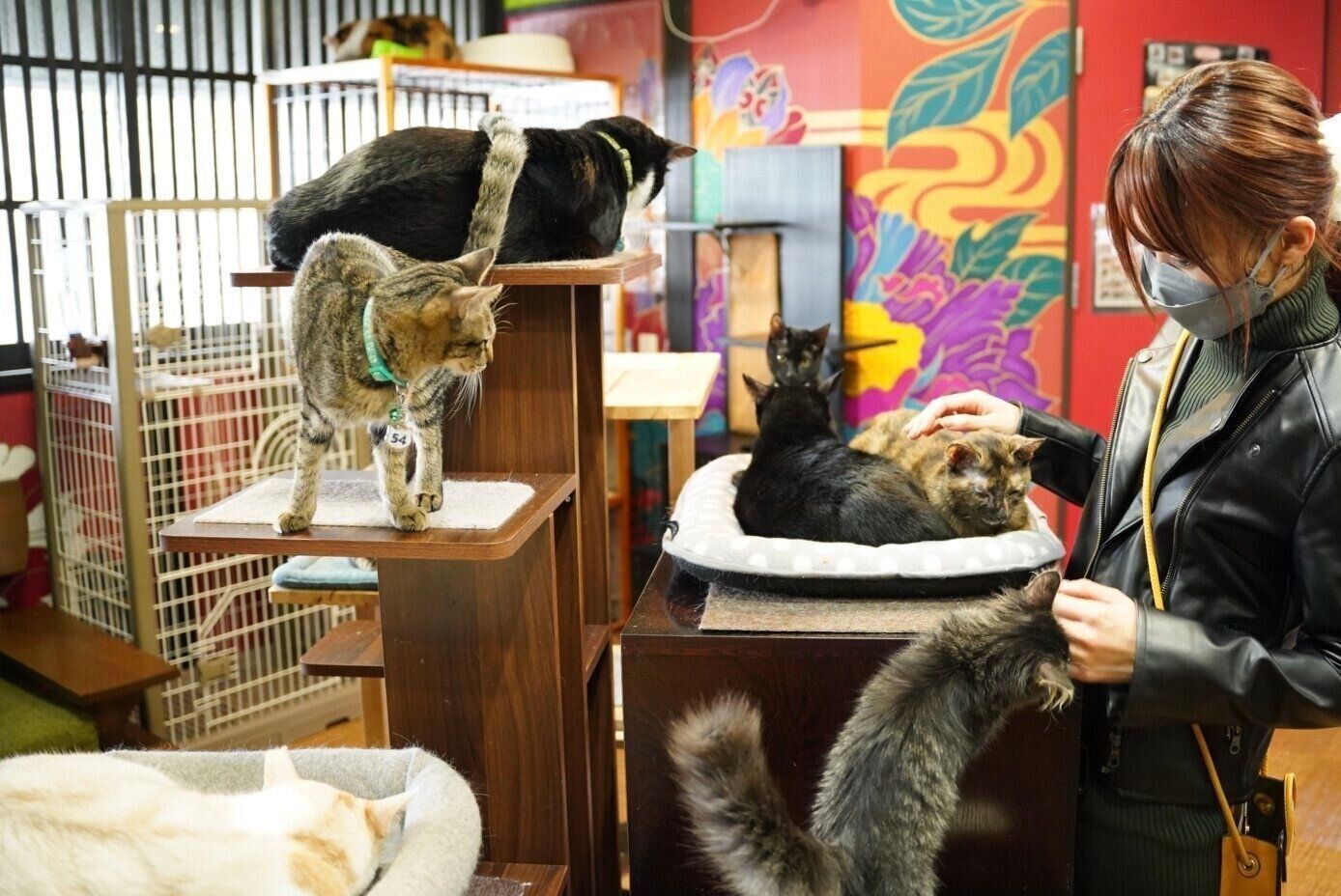 人が大好きな猫たちがいっぱい