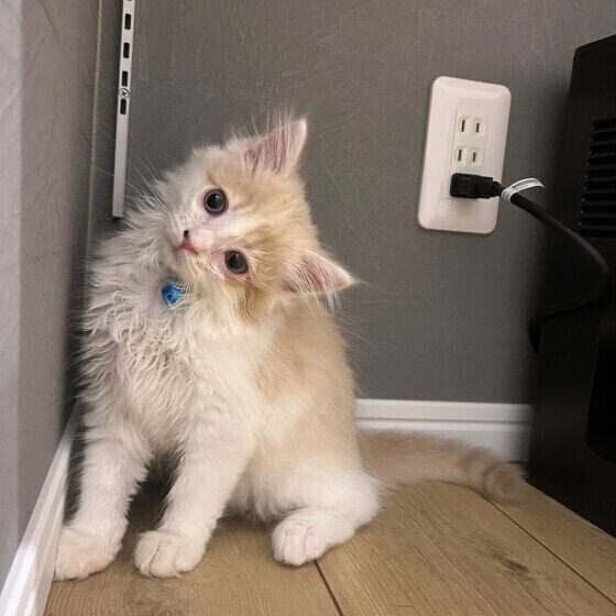 サイベリアンのハクくん