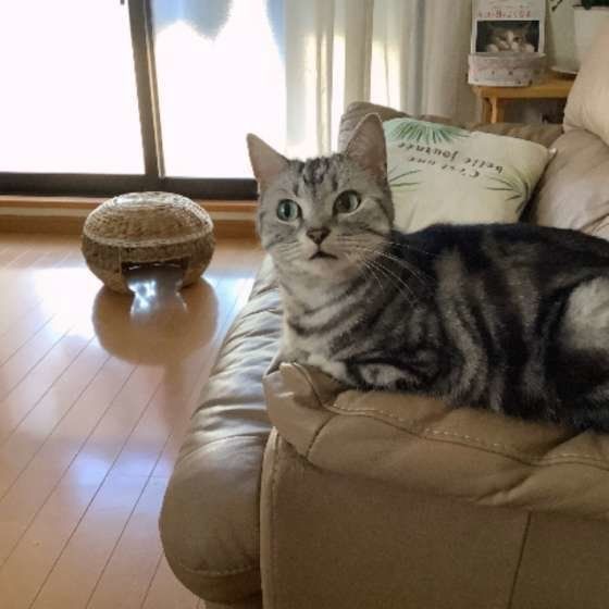 にーなちゃん アメリカンショートヘア