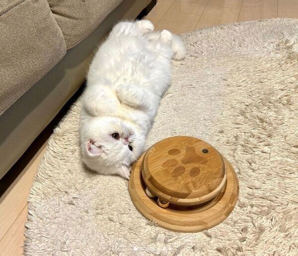 寝転がるこてつくん