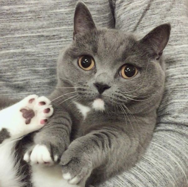 ボルダリングをする猫