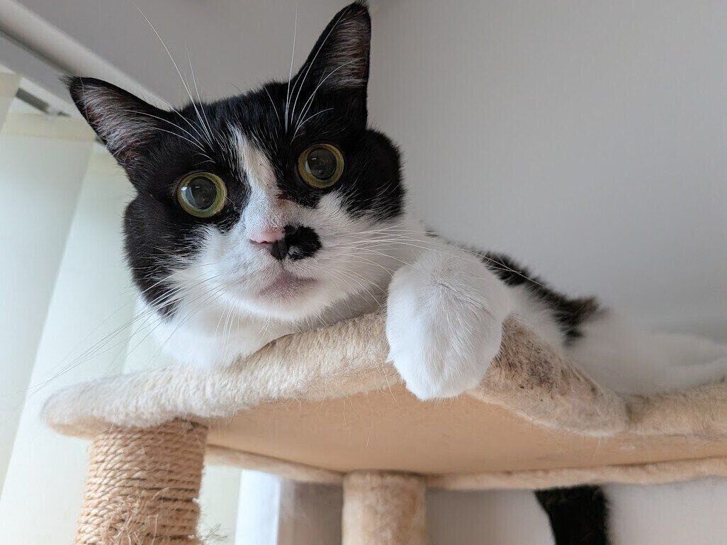 見つめるちくわちゃん