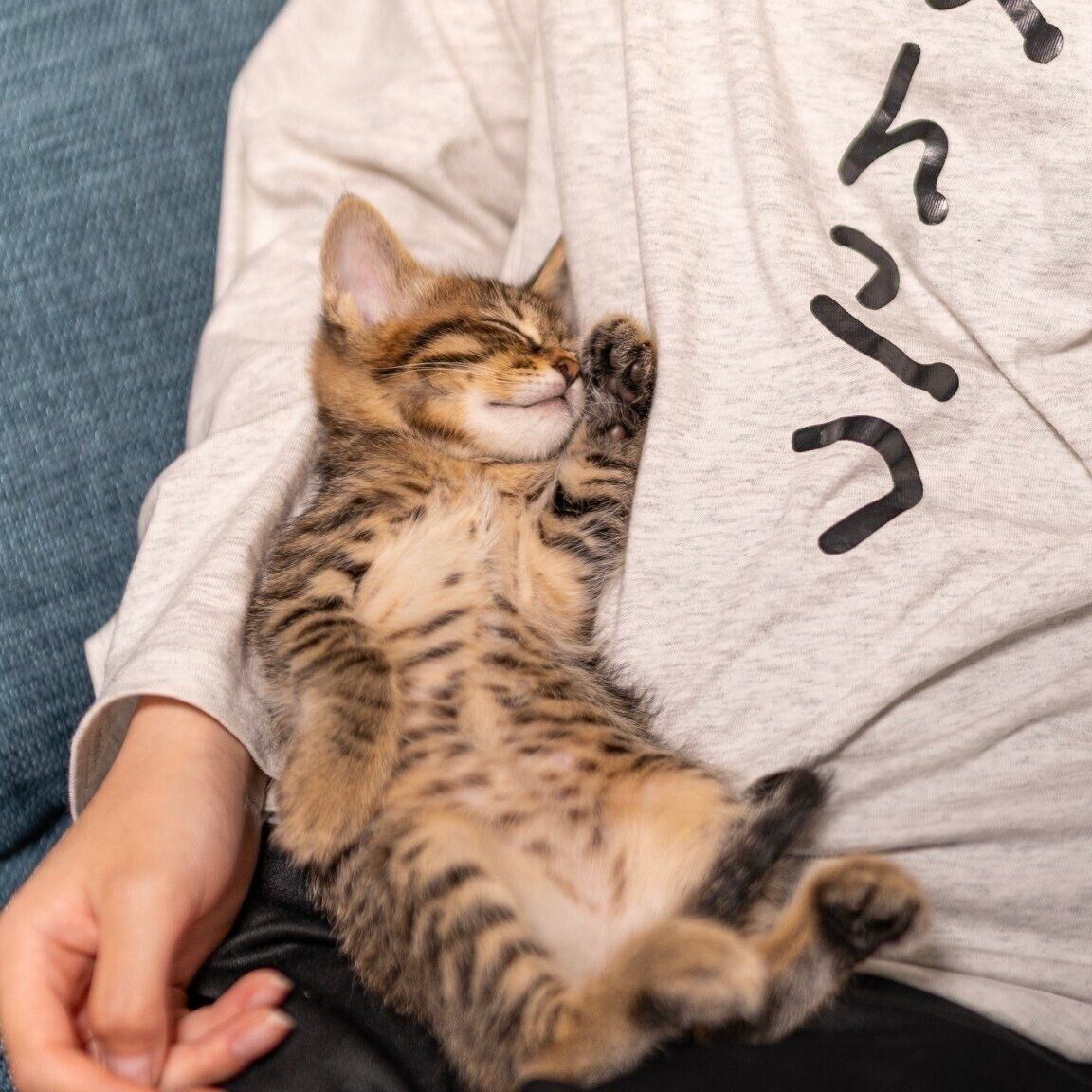 家族に迎えたばかりのころのとんこつくん（生後1カ月半）。