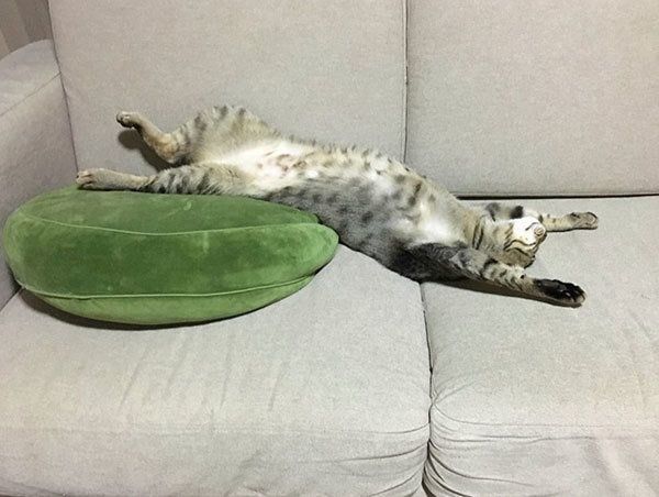 バンザイ寝する猫