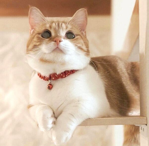 見つめるむぎちゃん